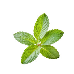 Symmetrical fresh mint leaves with vibrant green color, isolated on a white background