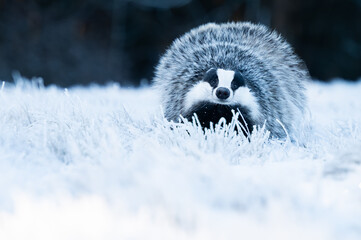 a badger running through the frosted meadow nearby ancient forest