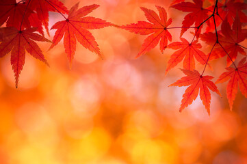 秋からの贈りもの