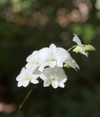 white  orchid in the jungle.