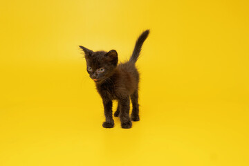 Obraz premium black kitten on yellow background