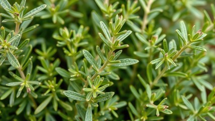 Rosemary in a pot, Rosemary leaves plants, medicine plants wallpaper, Detail of fresh rosemary herb. Rosemary herb garden. macro view	