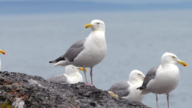 Some seagulls perched on a rock by the seaside on a cloudy day with one seagull vomiting up its dinner.
