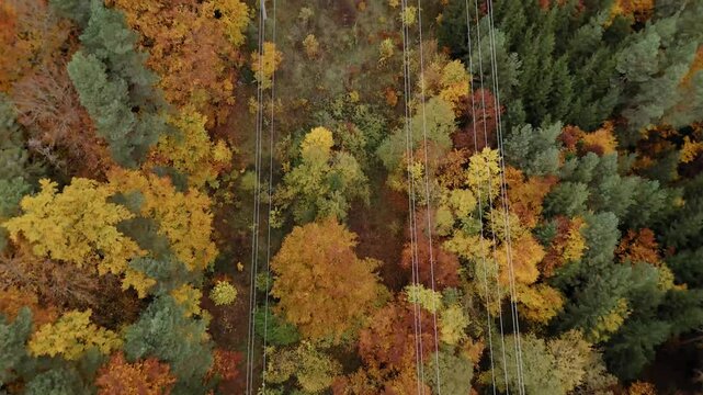 Colorful autumn forest with vibrant leaves and power lines captured from above in aerial view
