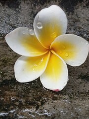 white plumeria flower