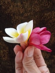 frangipani flowers in hand