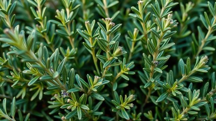 Fototapeta premium Rosemary in a pot, Rosemary leaves plants, medicine plants wallpaper, Detail of fresh rosemary herb. Rosemary herb garden. macro view 