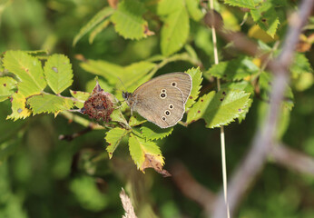 Schornsteinfeger - Ringlet butterfly