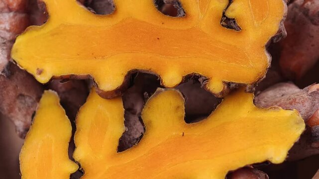 fresh organic turmeric root herb