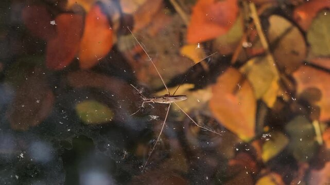 Common pond skater or common water strider (Gerris lacustris) On the surface of the water running . Close up.