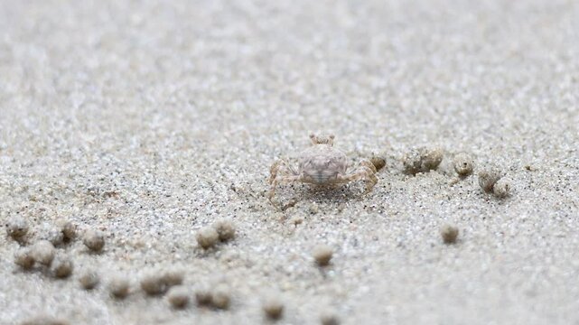 Ghost Crab on Sandy Beach