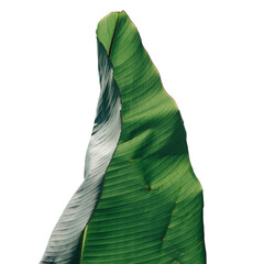 Green banana leaf © Design