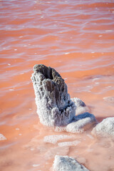 The salt encrusted wooden stump of a long dead tree surrounded by salt encrusted rocks in a pink lake,  Lake Bumbunga, at Lochiel in South Australia, with the pink color caused by salt loving algae.