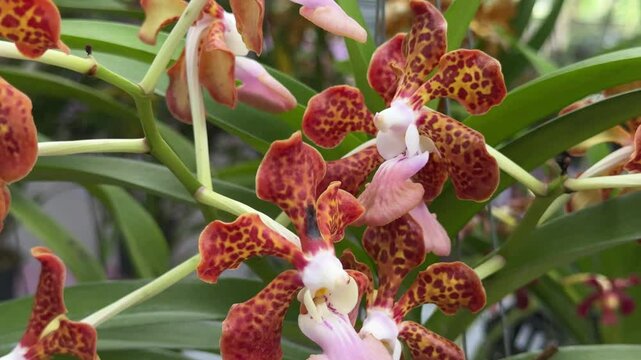 Beautiful orchids in the garden