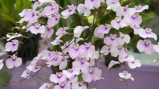 Beautiful orchids in the garden