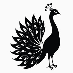 peacock illustration