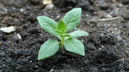 A young plant sprouting from the soil symbolizing new beginnings and growth