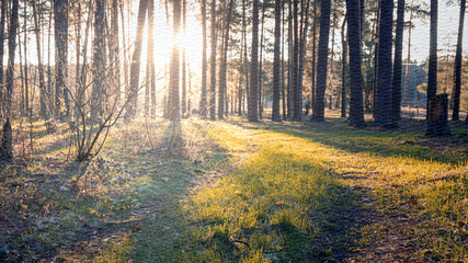 Forest with a path in the middle and a sun shining on it