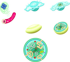 血小板　活性化血小板　構造　イラスト