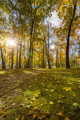 A forest with trees in the background and a path in the foreground