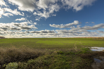 A field of grass with a cloudy sky in the background