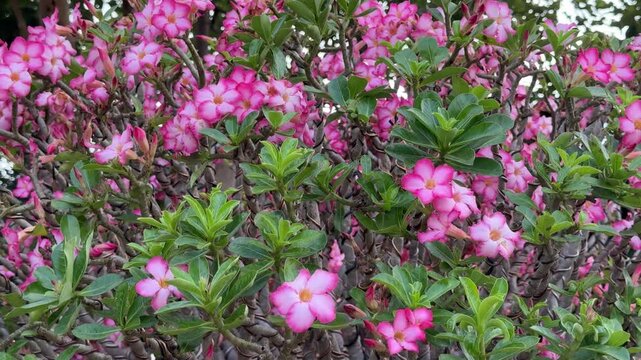adenium obesum flowers bloom on the trees