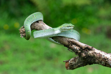 green snake on tree