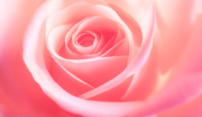 Horizontal blurry banner with rose of pink color. Blurred background. Copy space for text. Mock up template. Can be used for wallpaper, wedding card, web page backdrop