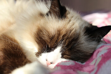 White brown ragdoll cat sleeps on blanket on sunny day. Home life of pet