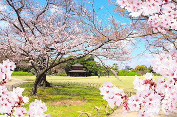 Blooming sakura trees in Koishikawa Korakuen garden, Okayama, Japan. Japanese hanami festival. Cherry blossoming season in Japan. Beautiful nature spring scene with a branch of blooming sakura