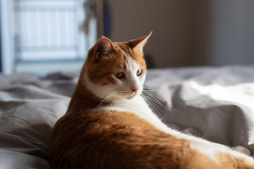 寝室のベッドで寝そべってくつろぐ可愛い猫　茶トラ白