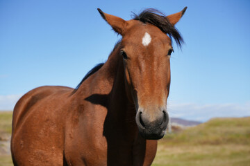 Obraz premium Portrait of a brown horse standing in a sunny meadow with clear blue sky on a bright afternoon