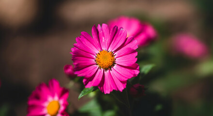 Fototapeta premium pink cosmos flower in the garden