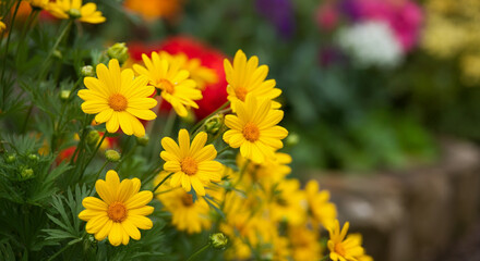 yellow flowers in the garden