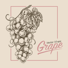 Grapes, bunch of grapes, illustration in the style of medieval engraving