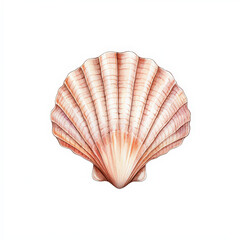 Fototapeta premium detailed watercolor of scallop shell, showcasing its intricate lines and soft colors. This artwork captures beauty of marine life and natural forms