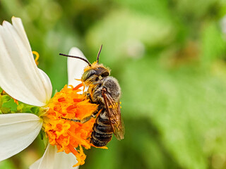 Close up of Bee Pollination of Flowers in Nature