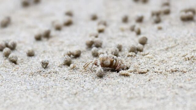 Ghost Crab on Krabi Beach