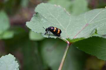 Hycleus Beetle insect is sitting on okra leaves. It  is a genus of blister beetle belonging to the Meloidae family found in Africa and Asia. Hycleus polymorphus. They eat all types of flowers.
