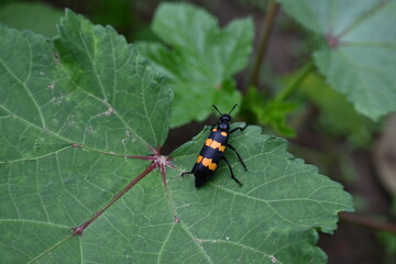 Hycleus Beetle insect is sitting on okra leaves. It  is a genus of blister beetle belonging to the Meloidae family found in Africa and Asia. Hycleus polymorphus. They eat all types of flowers.
