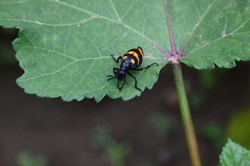 Hycleus Beetle insect is sitting on okra leaves. It  is a genus of blister beetle belonging to the Meloidae family found in Africa and Asia. Hycleus polymorphus. They eat all types of flowers.

