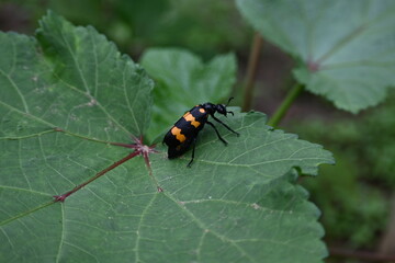 Hycleus Beetle insect is sitting on okra leaves. It  is a genus of blister beetle belonging to the Meloidae family found in Africa and Asia. Hycleus polymorphus. They eat all types of flowers.
