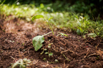 Small green plant seeds have just sprouted in the soil. Vegetable seeds are planted in the garden