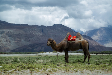 Double hump camel in the desert