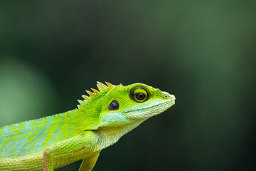 Obraz premium green lizard on a branch