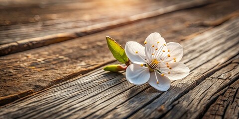 Fototapeta premium Delicate Spring Blossom Resting on Rustic Weathered Wood
