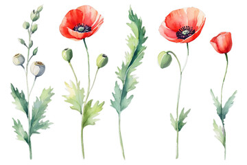 Naklejka premium Watercolor wildflowers set. Poppies, bud, seed and leaves, botanical colorful flowers, Generative AI