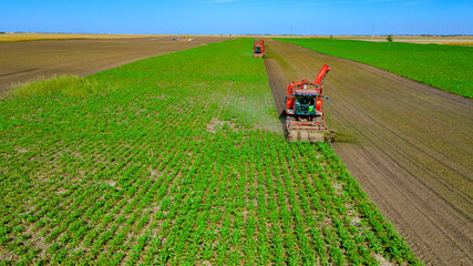 Aerial view of combine, harvester machine harvest ripe sugar beet
