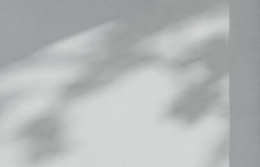 Cement studio room background with branch shadows on the wall. Mockup for branding products, presentation and health care.