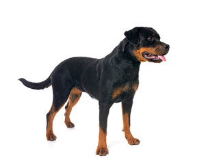 rottweiler in studio